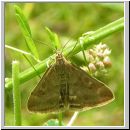 Pyrausta despicata - Olivbrauner Zuensler 02.jpg